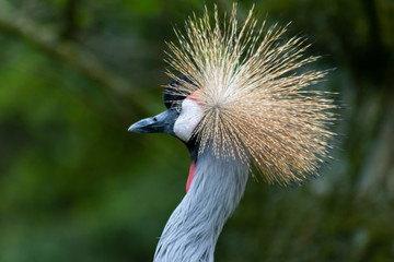 Südafrika-Kronenkranich im Portrait zeigt stolz seine prachtvolle Federkrone