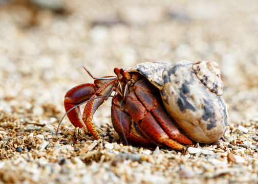 Close-up of a hermit crab (Coenobitidae) wearing a shell shell as shelter and running on the sand of the beach, narrow focus area with blur background - Location: Caribbean, Guadeloupe