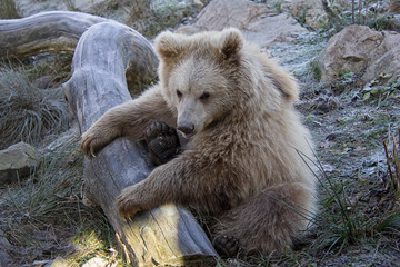 Himalayan brown bear baby. Ursus arctos isabellinus.