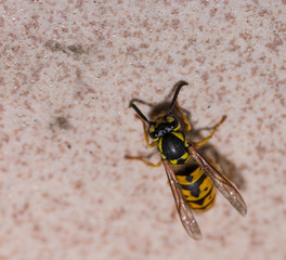 Wasp on wall