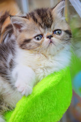 cute persian baby kitten