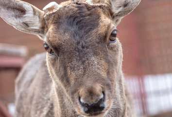 Portrait of a deer in a zoo