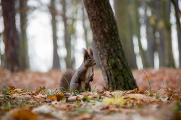 Squirrel in autumn forest. Sciurus vulgaris. Czech Republic.
