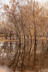 Reflection of trees in the water in early spring