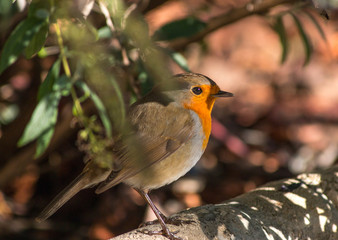 Robin in the garden