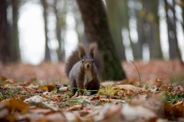 Running squirrel in autumn forest. Sciurus vulgaris. Czech Republic.