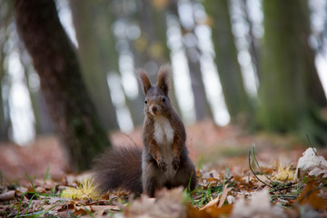 Posing squirrel in autumn park. Sciurus vulgaris. Czech Republic.
