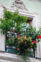 Ein Fenster, dicht mit Blumen bewachsen
