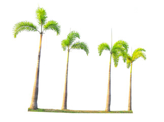 Fototapeta na wymiar Betel palm tree isolated on white