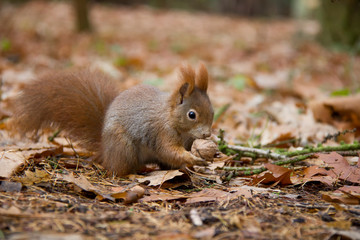 Squirrel with a nut in autumn forest. Sciurus vulgaris. Czech Republic.