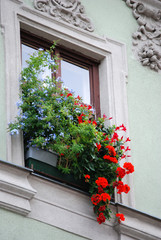 Ein Fenster, dicht mit Blumen bewachsen