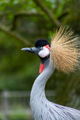Südafrika-Kronenkranich im Portrait zeigt stolz seine prachtvolle Federkrone