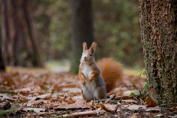 Squirrel in forest. Sciurus vulgaris. Czech Republic.