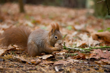 Squirrel with a nut in autumn. Sciurus vulgaris. Czech Republic.