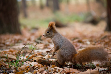 Naklejka na ściany i meble Squirrel standing in autumn leaves. Sciurus vulgaris. Czech Republic.