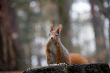 Red squirrel in forest. Sciurus vulgaris. Czech Republic.