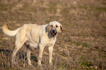 Portrait of a dog on the grass in spring