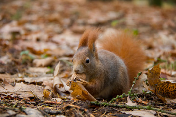 Naklejka na ściany i meble Red squirrel in autumn forest. Sciurus vulgaris. Czech Republic.