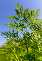 Green leaves on carrot in spring