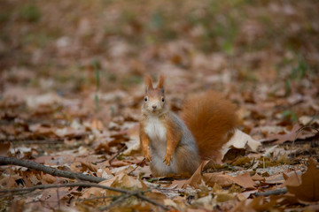Naklejka na ściany i meble Posing red squirrel in autumn forest. Sciurus vulgaris. Czech Republic.