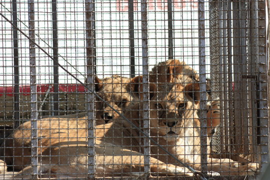 the lions sits in a cage and sad look through the bars