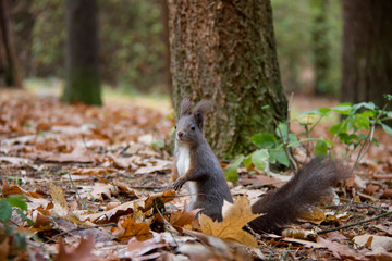 Red squirrel in forest. Sciurus vulgaris. Czech Republic.