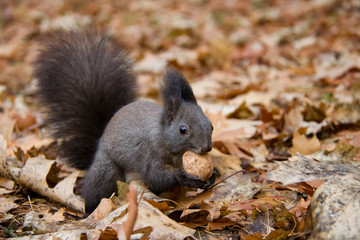 Naklejka na ściany i meble Red squirrel with a nut. Sciurus vulgaris. Czech Republic.