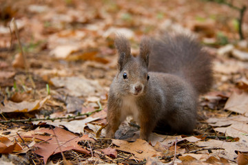 Red squirrel in autumn park. Sciurus vulgaris. Czech Republic.
