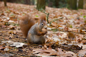 Naklejka na ściany i meble Red squirrel with a nut in autumn forest. Sciurus vulgaris. Czech Republic.