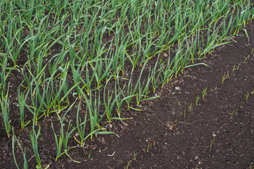 Garlic grows. Young garlic plants in the field, agricultural background. Feathers green onion and garlic are growing in the garden. Spring harvest. Rows in the ground. Beds with garlic in spring.