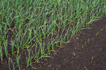Garlic grows. Young garlic plants in the field, agricultural background. Feathers green onion and garlic are growing in the garden. Spring harvest. Rows in the ground. Beds with garlic in spring.