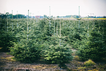 Fichten in einer Plantage