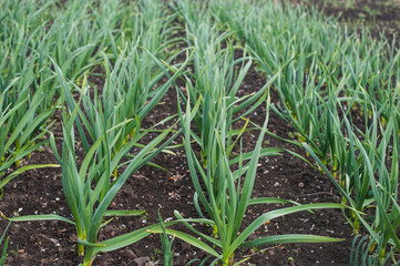 Garlic grows. Young garlic plants in the field, agricultural background. Feathers green onion and garlic are growing in the garden. Spring harvest. Rows in the ground. Beds with garlic in spring.