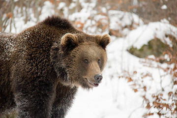 Portrait of brown bear in winter. Ursus arctos. Bavarian Forest National Park.