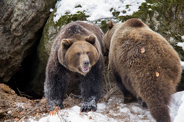 Obraz premium Brown bear siblings Ursus arctos. Bavarian Forest National Park.