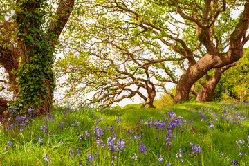 Fototapeta premium Landscape in bloom