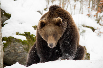 Obraz premium Brown bear in winter. Ursus arctos. Bavarian Forest National Park.
