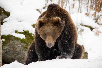 Obraz premium Brown bear on the rock. Ursus arctos. Bavarian Forest National Park.