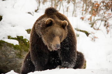 Obraz premium Brown bear. Ursus arctos. Bavarian Forest National Park.