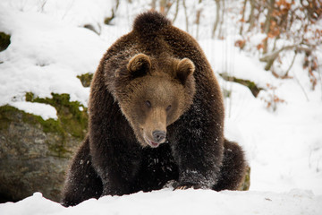 Brown bear on the snow. Ursus arctos. Bavarian Forest National Park.