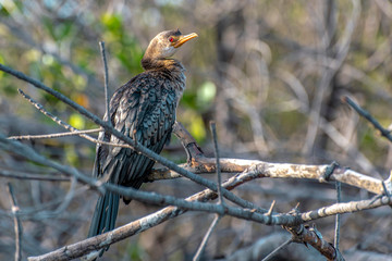Great Cormoran (Phalacrocorax carbo) portrait.