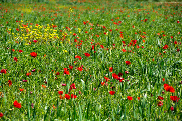Field of blooming poppies