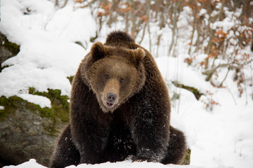 Fototapeta premium Brown bear sitting on the rock. Ursus arctos. Bavarian Forest National Park.
