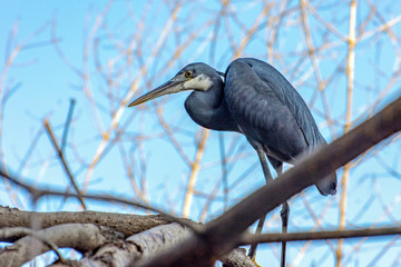  Black heron Portrait, Egretta ardesiaca