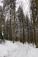 Winter in forest. Bavarian Forest National Park.