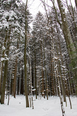 Snow in forest. Bavarian Forest National Park.