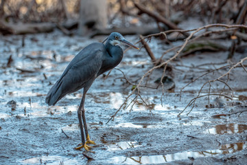  Black heron wading in shallow water , Egretta ardesiaca