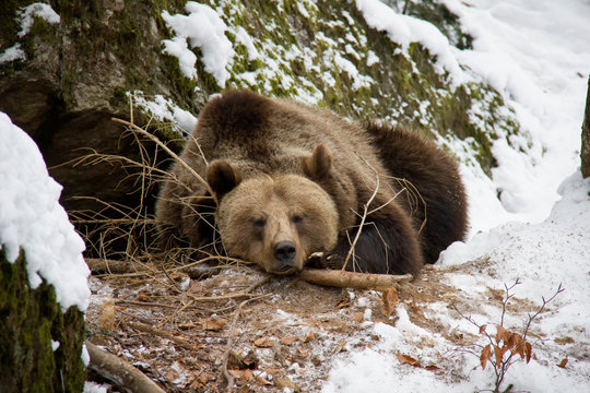 Sleeping brown bear. Ursus arctos. Bavarian Forest National Park.