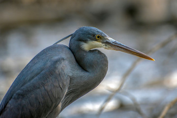  Black heron Portrait, Egretta ardesiaca