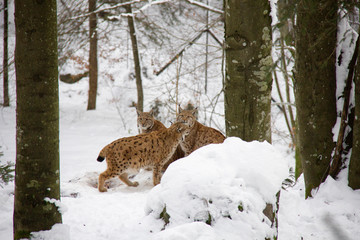 Lynx family in winter forest. Lynx lynx.